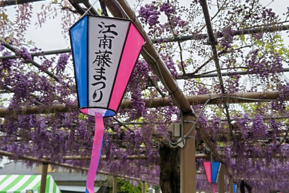 江南藤まつり2023｜ライトアップ/屋台/駐車場は？藤の開花状況や見頃も！